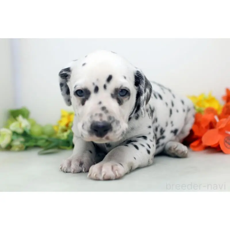 販売中の埼玉県のダルメシアン-452388の3枚目