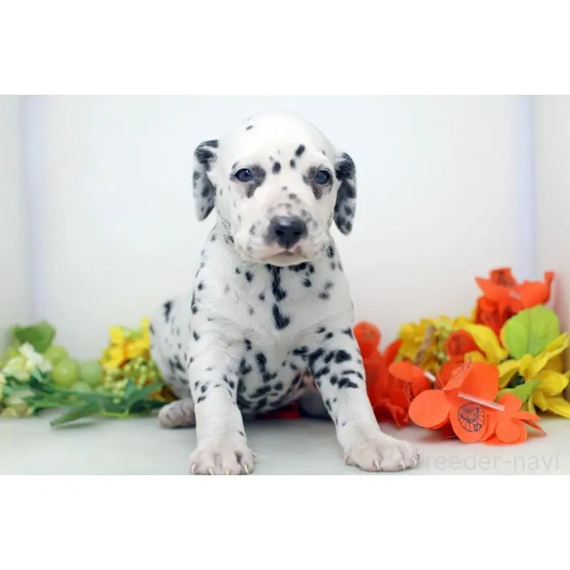 販売中の埼玉県のダルメシアン-452388の2枚目