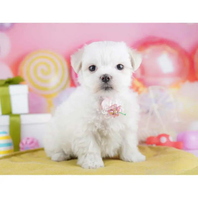 販売中の千葉県のマルチーズ-453214の10枚目