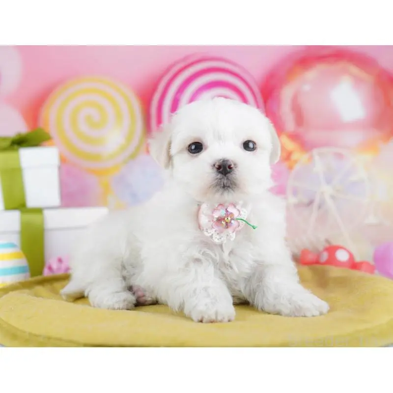 販売中の千葉県のマルチーズ-453214の9枚目