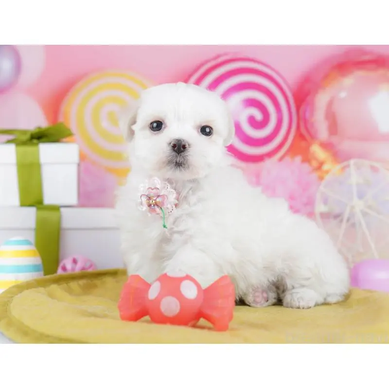 販売中の千葉県のマルチーズ-453214の8枚目