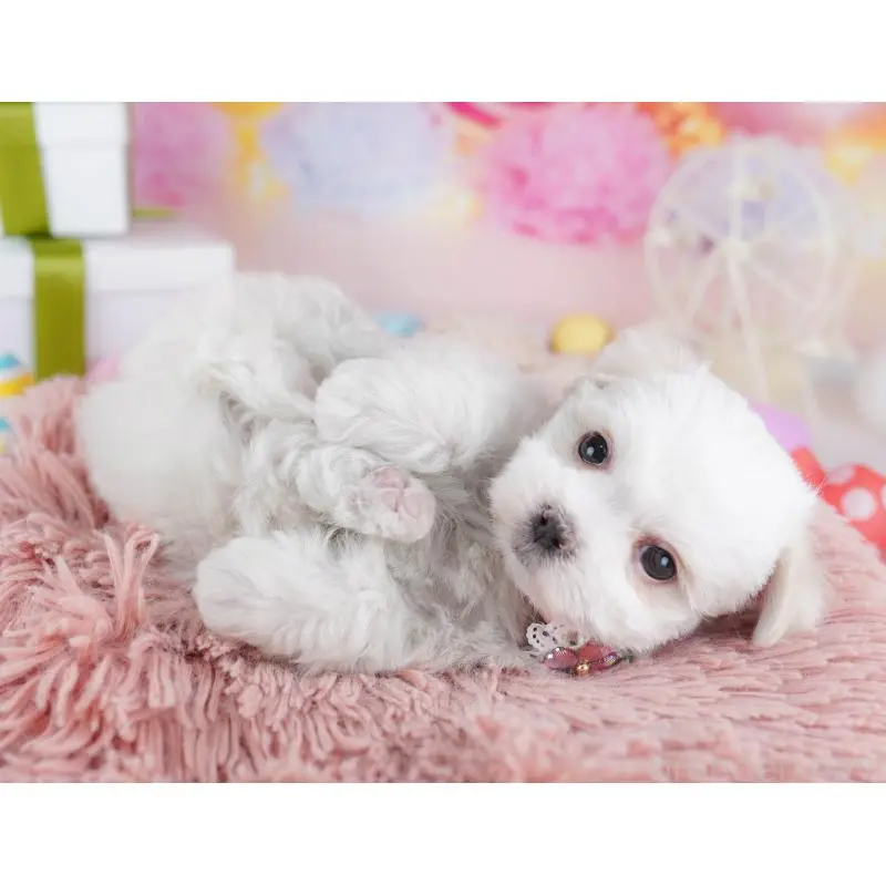 販売中の千葉県のマルチーズ-453214の7枚目