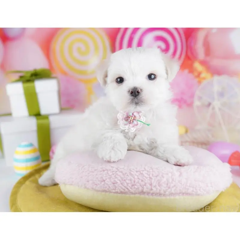 販売中の千葉県のマルチーズ-453214の6枚目