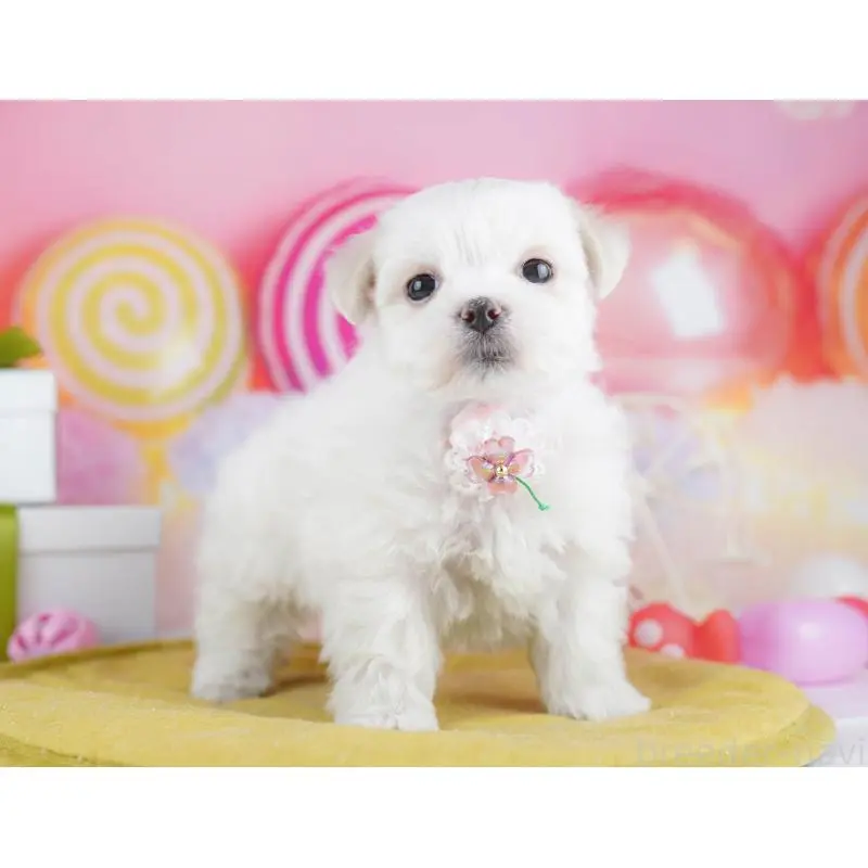 販売中の千葉県のマルチーズ-453214の4枚目