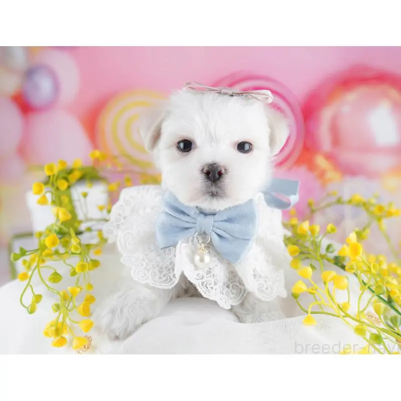 販売中の千葉県のマルチーズ-453214の2枚目