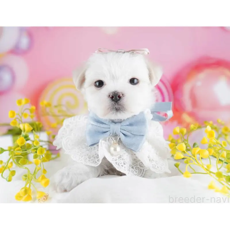 販売中の千葉県のマルチーズ-453214の3枚目