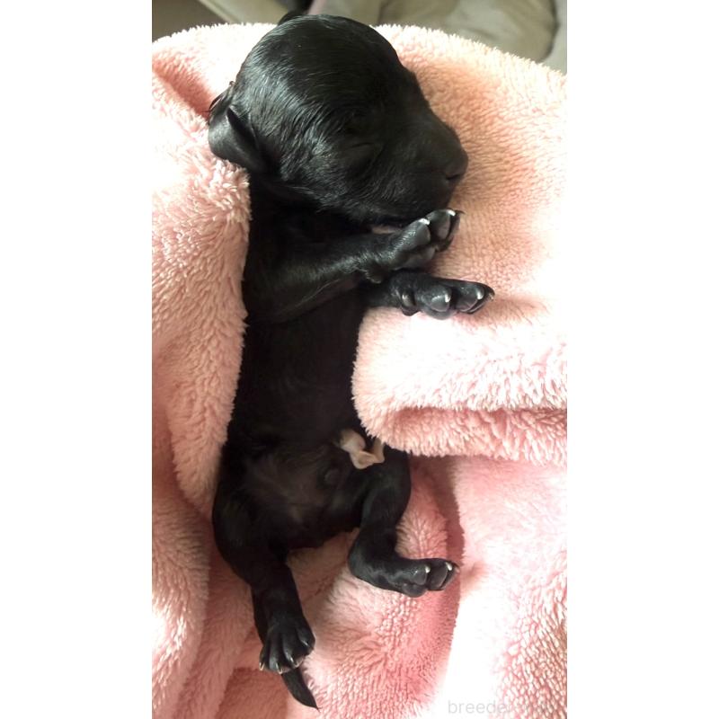 販売中の埼玉県のタイニープードル-452397