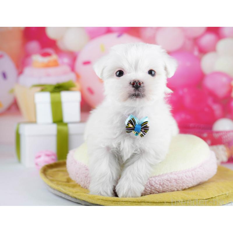 販売中の千葉県のマルチーズ-453147の14枚目