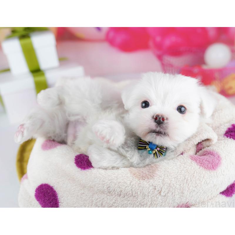 販売中の千葉県のマルチーズ-453147の13枚目