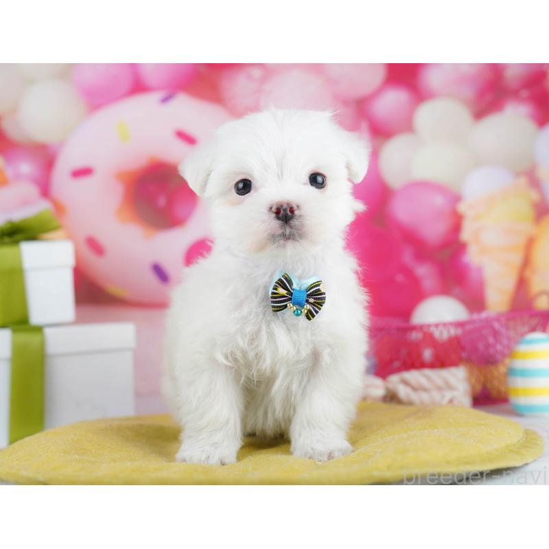 販売中の千葉県のマルチーズ-453147の11枚目