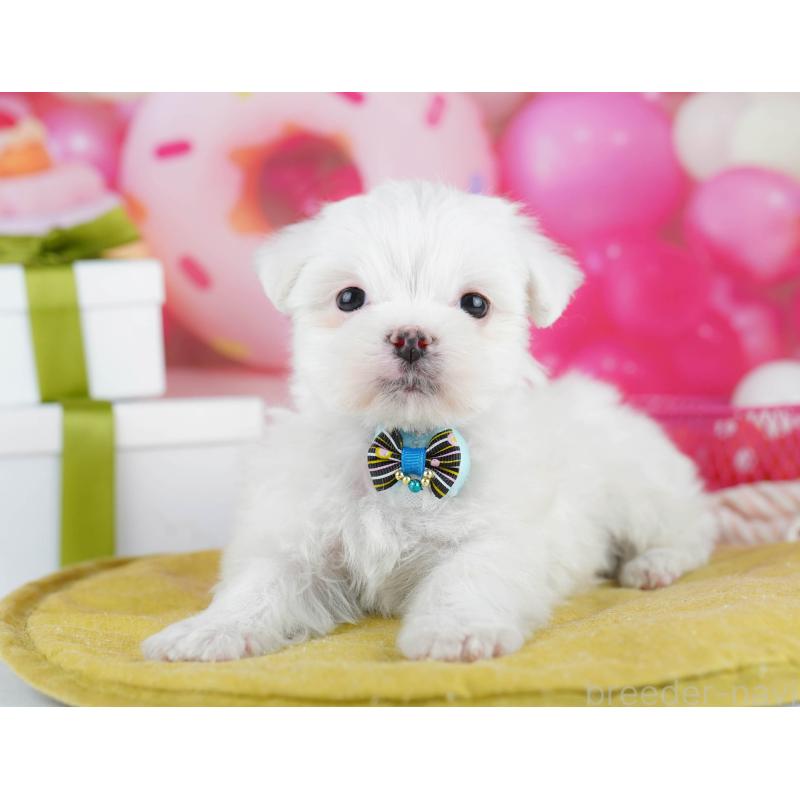 販売中の千葉県のマルチーズ-453147の10枚目