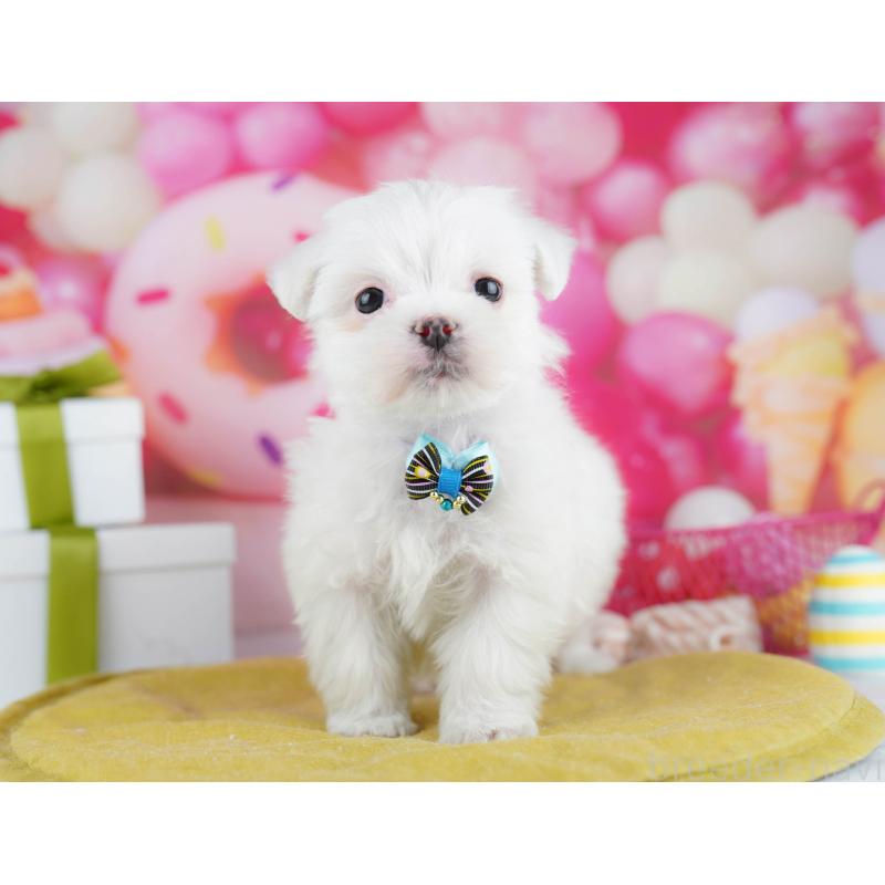 販売中の千葉県のマルチーズ-453147の9枚目