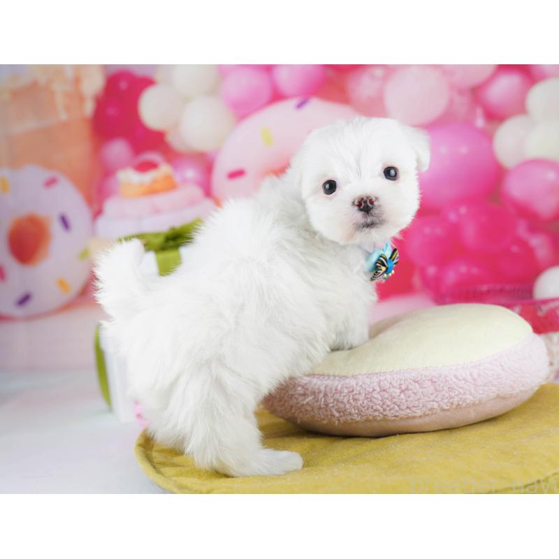 販売中の千葉県のマルチーズ-453147の8枚目