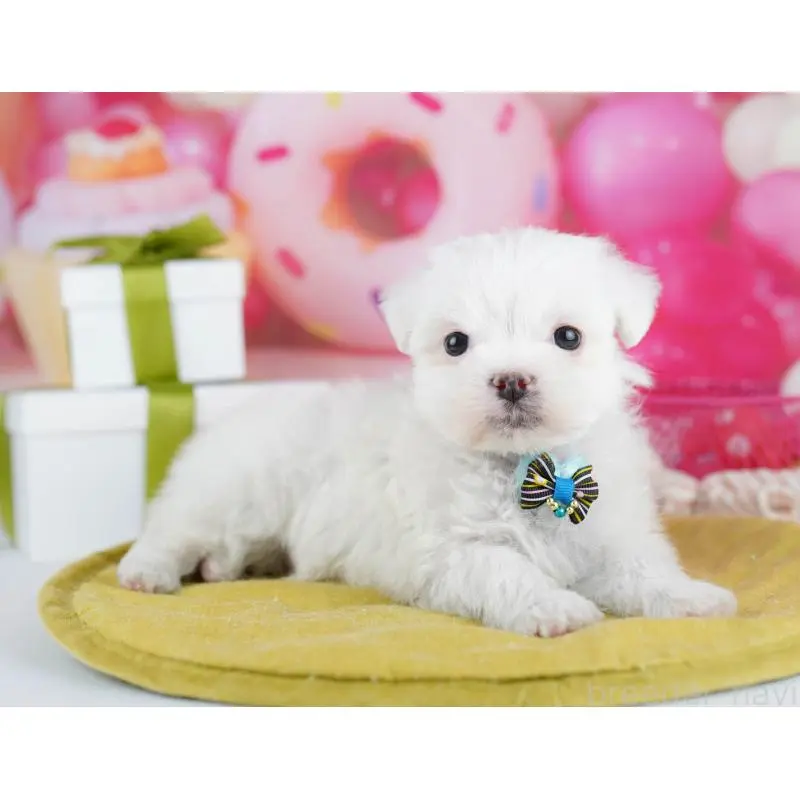 販売中の千葉県のマルチーズ-453147の5枚目