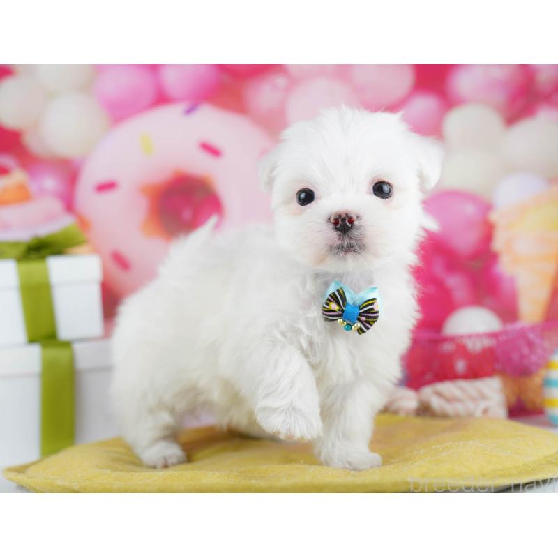 販売中の千葉県のマルチーズ-453147の3枚目