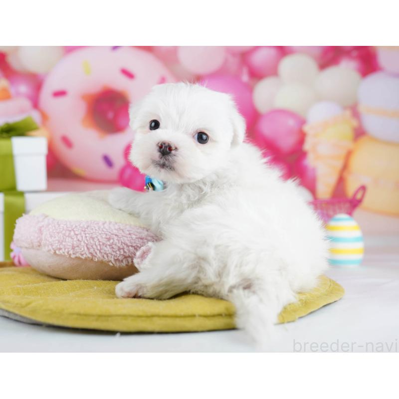 販売中の千葉県のマルチーズ-453147の2枚目