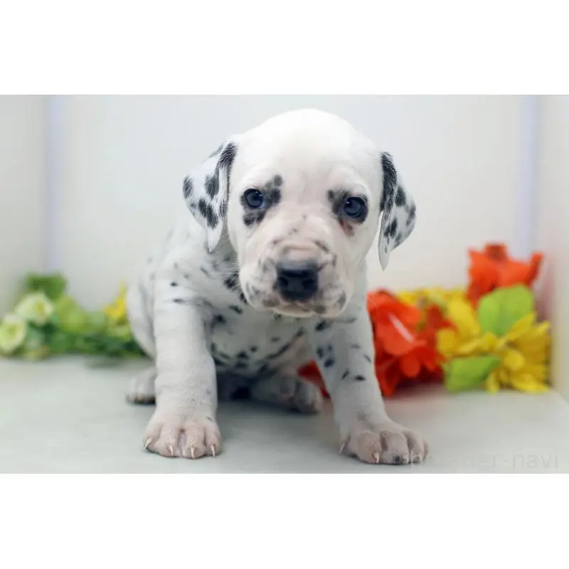 販売中の埼玉県のダルメシアン-452389の8枚目