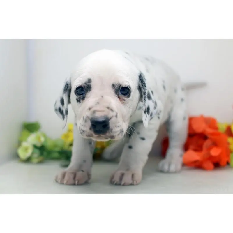 販売中の埼玉県のダルメシアン-452389の7枚目