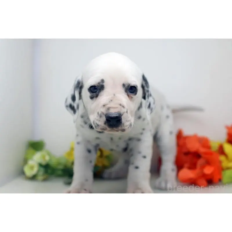 販売中の埼玉県のダルメシアン-452389の6枚目