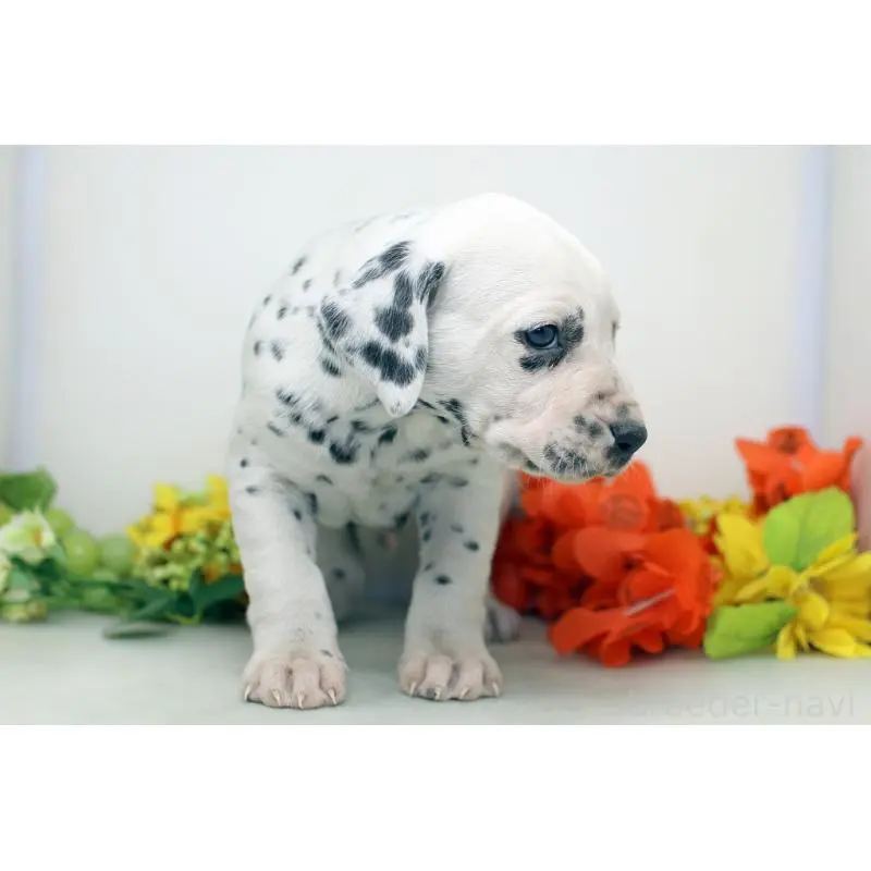 販売中の埼玉県のダルメシアン-452389の5枚目