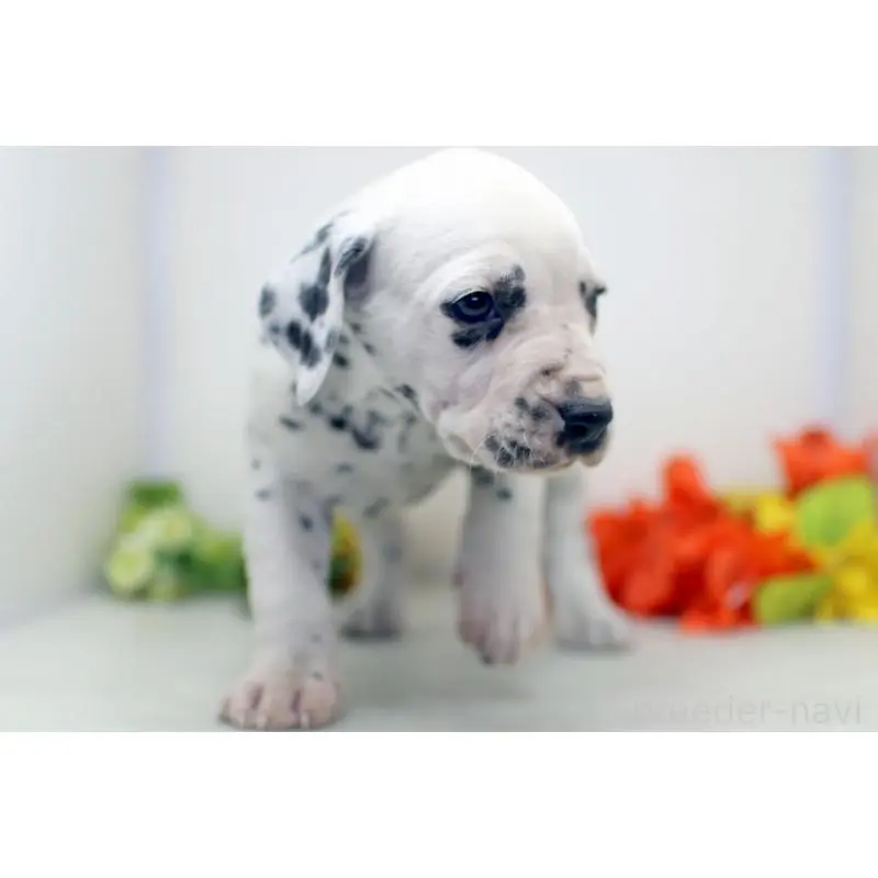 販売中の埼玉県のダルメシアン-452389の4枚目