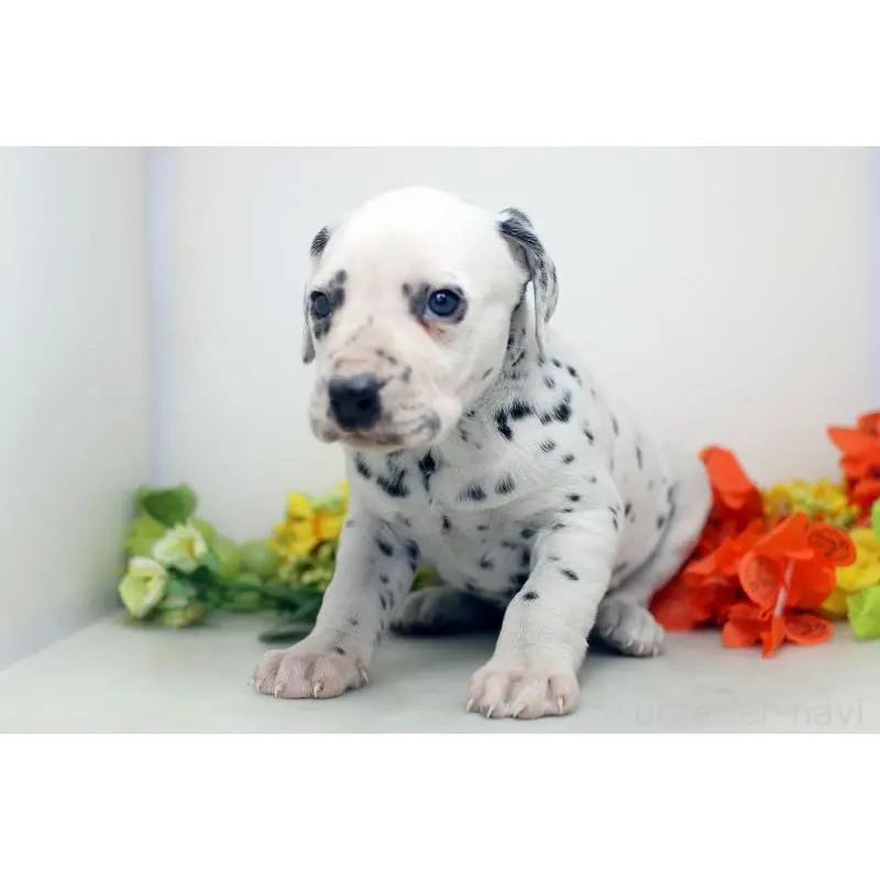 販売中の埼玉県のダルメシアン-452389の3枚目