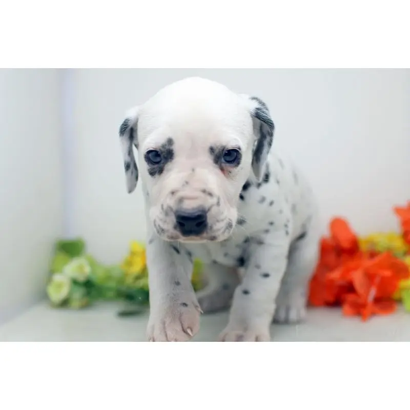 販売中の埼玉県のダルメシアン-452389の2枚目