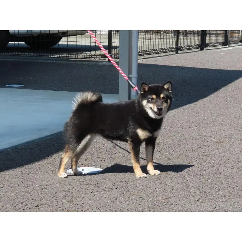 黒乃五月ちゃん1枚目