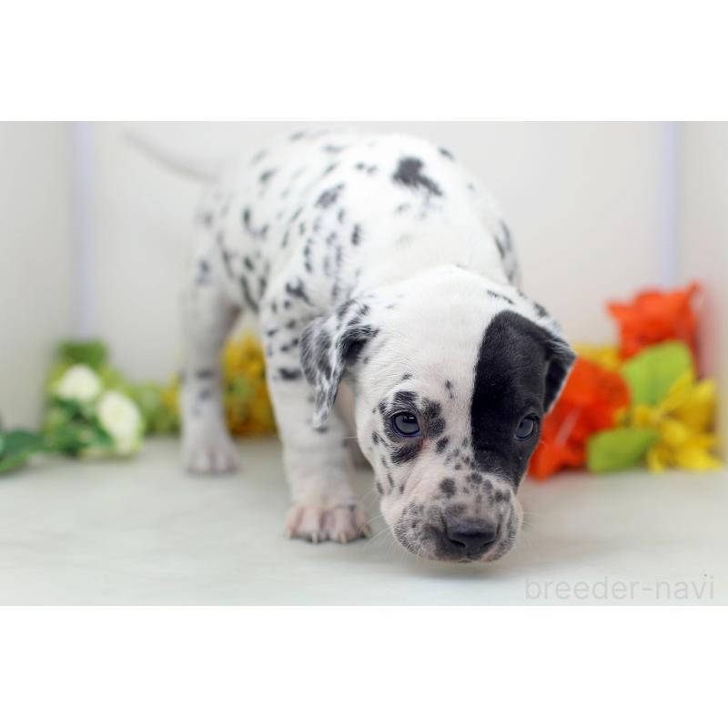 販売中の埼玉県のダルメシアン-452391の8枚目