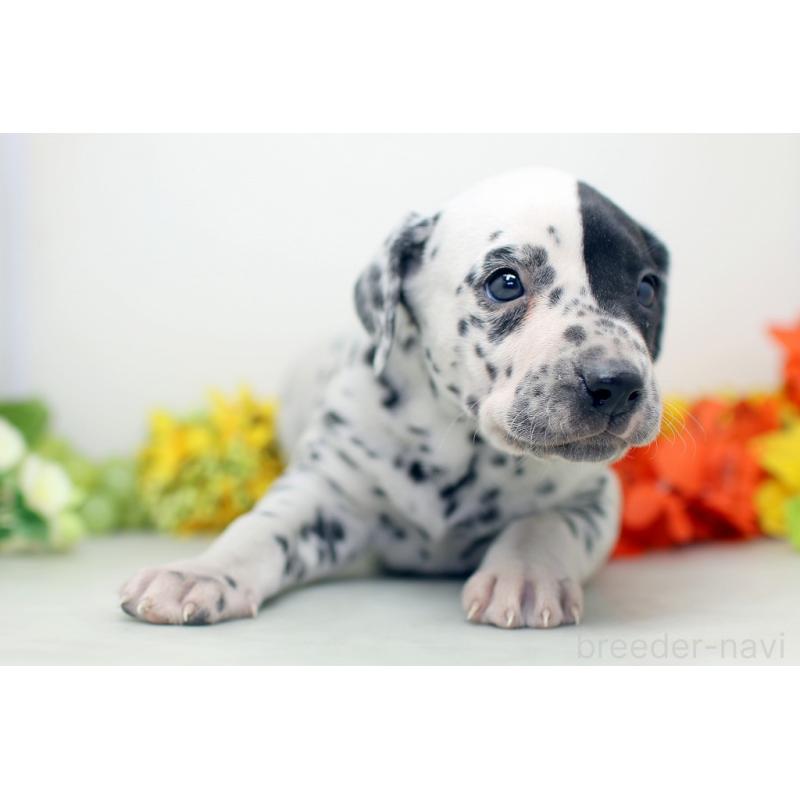 販売中の埼玉県のダルメシアン-452391の7枚目