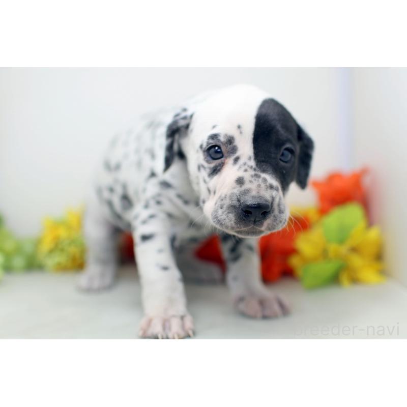 販売中の埼玉県のダルメシアン-452391の6枚目