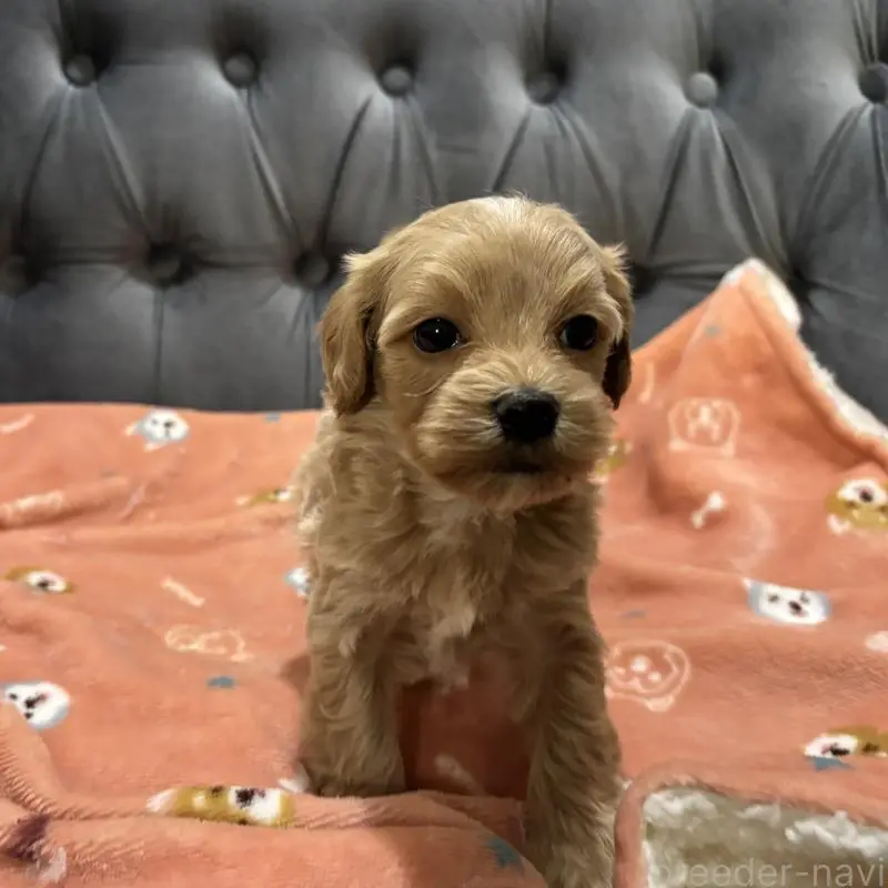 販売中の鹿児島県のマルプー:マルチーズ×トイプードル-452403の8枚目