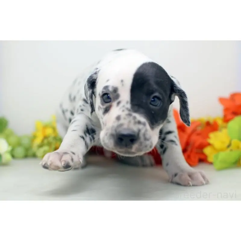 販売中の埼玉県のダルメシアン-452391の5枚目