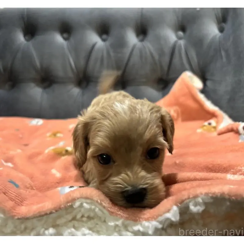 販売中の鹿児島県のマルプー:マルチーズ×トイプードル-452403の7枚目