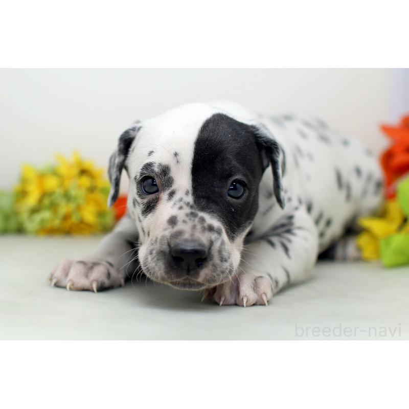 販売中の埼玉県のダルメシアン-452391の4枚目