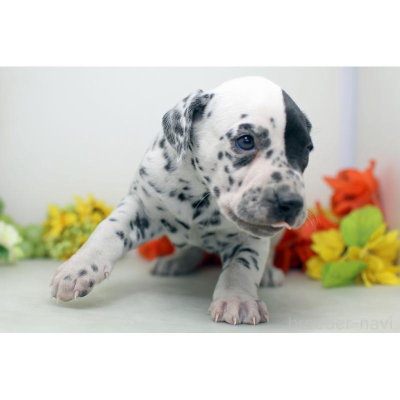 販売中の埼玉県のダルメシアン-452391の3枚目