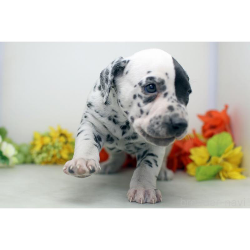 販売中の埼玉県のダルメシアン-452391の2枚目