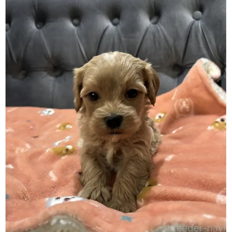 販売中の鹿児島県のマルプー:マルチーズ×トイプードル-452403の6枚目