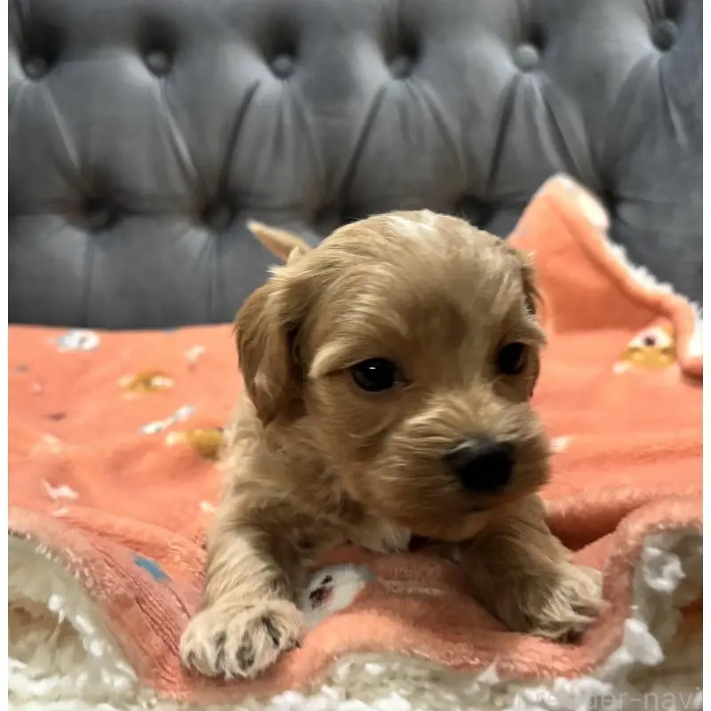 販売中の鹿児島県のマルプー:マルチーズ×トイプードル-452403の5枚目