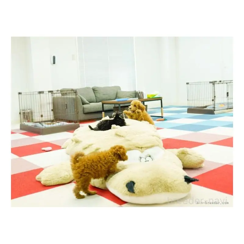 販売中の東京都のミックス犬-453395の14枚目