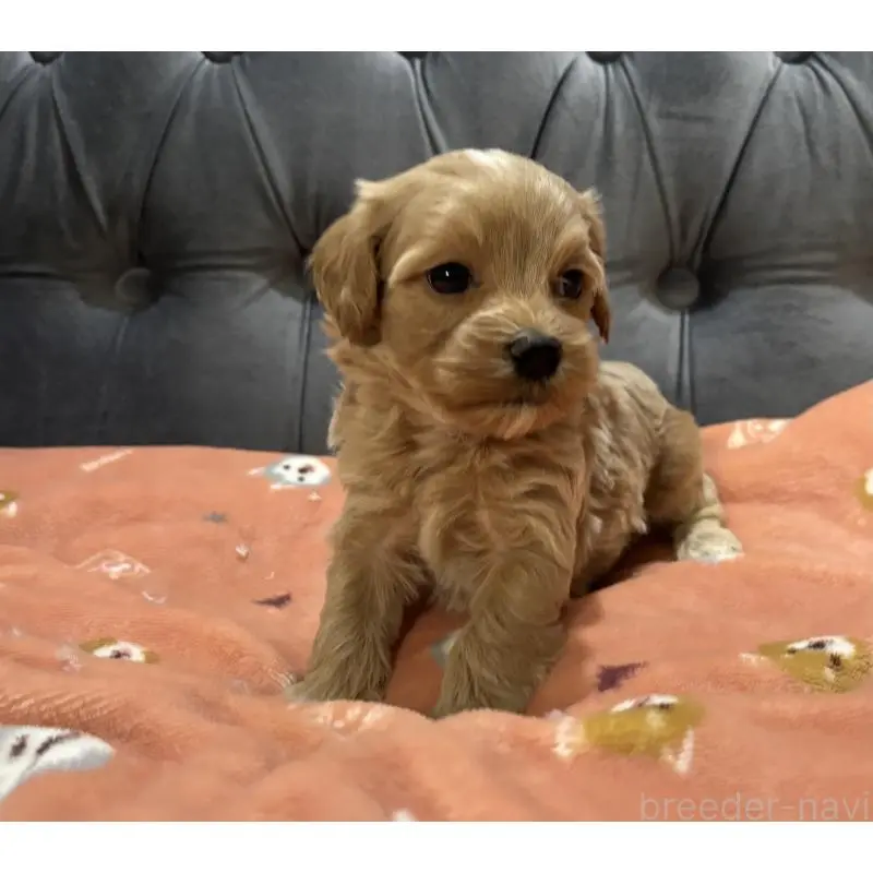 販売中の鹿児島県のマルプー:マルチーズ×トイプードル-452403の4枚目