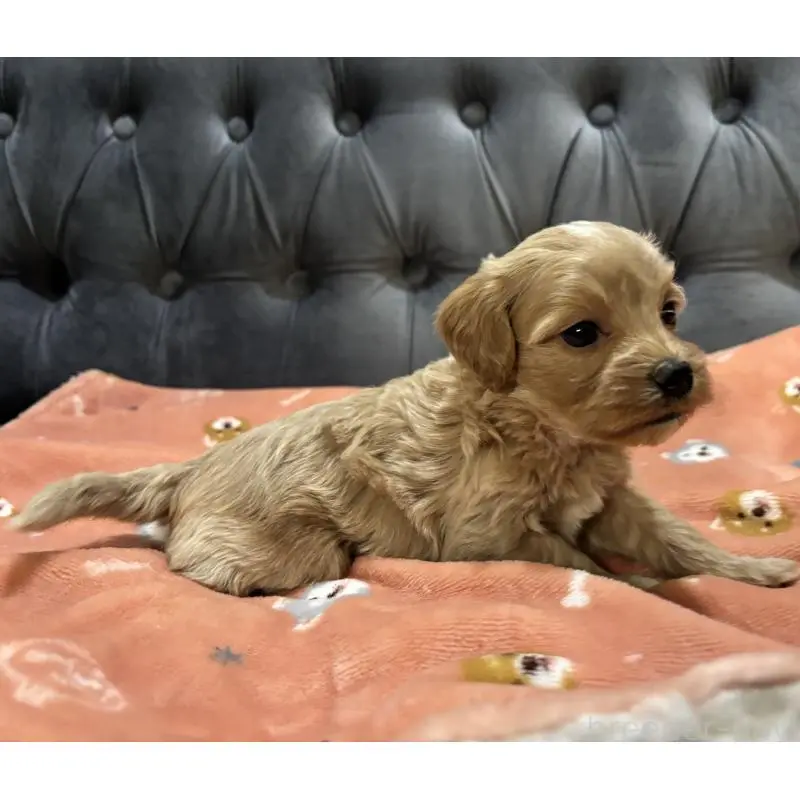 販売中の鹿児島県のマルプー:マルチーズ×トイプードル-452403の3枚目