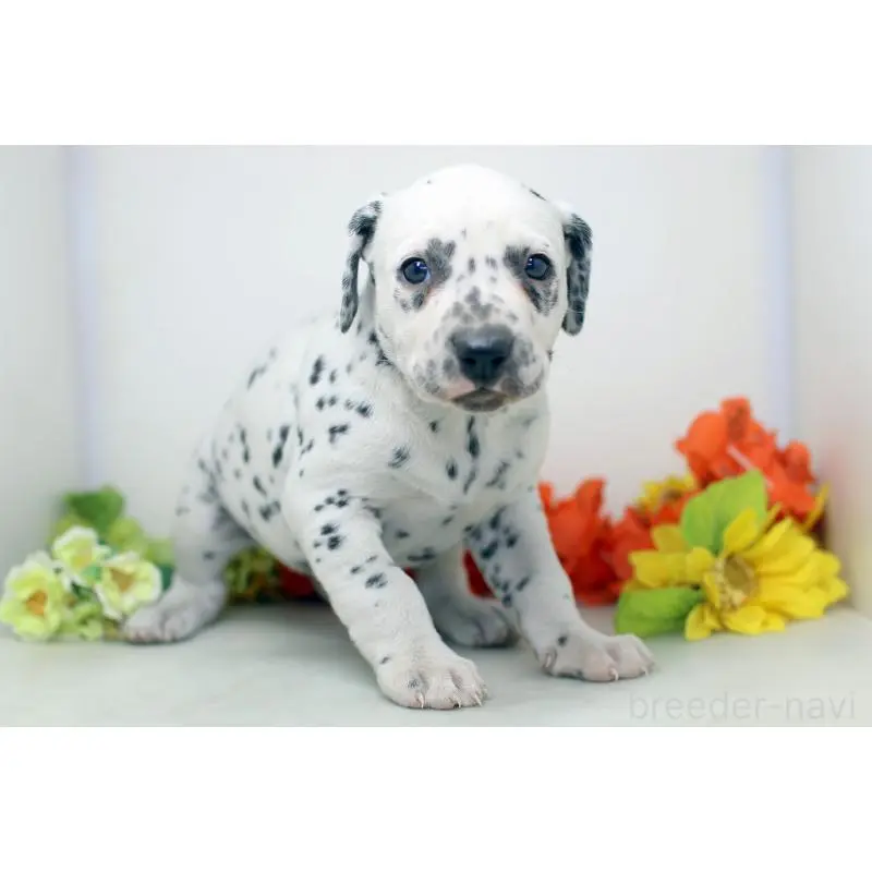 販売中の埼玉県のダルメシアン-452393の8枚目