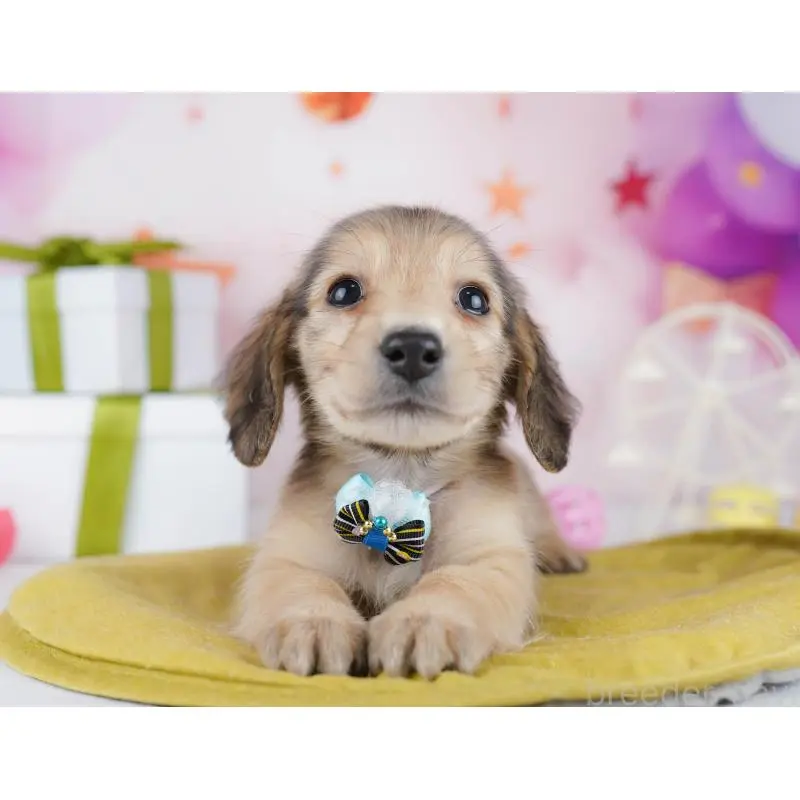 販売中の東京都のミックス犬-453395の9枚目