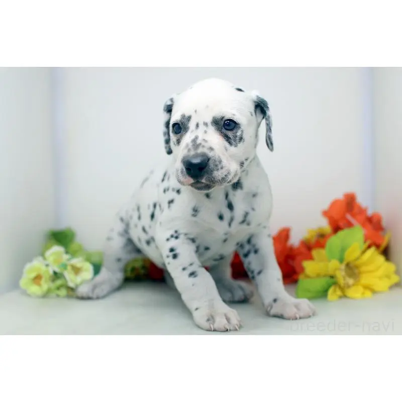 販売中の埼玉県のダルメシアン-452393の7枚目