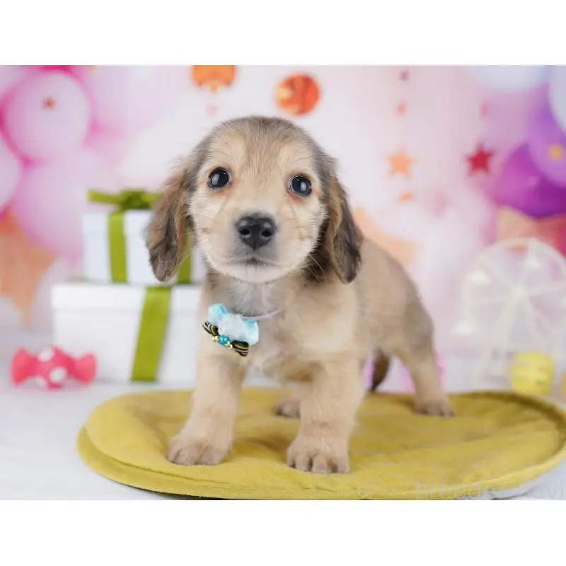 販売中の東京都のミックス犬-453395の8枚目