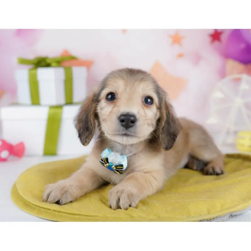 販売中の東京都のミックス犬-453395の7枚目