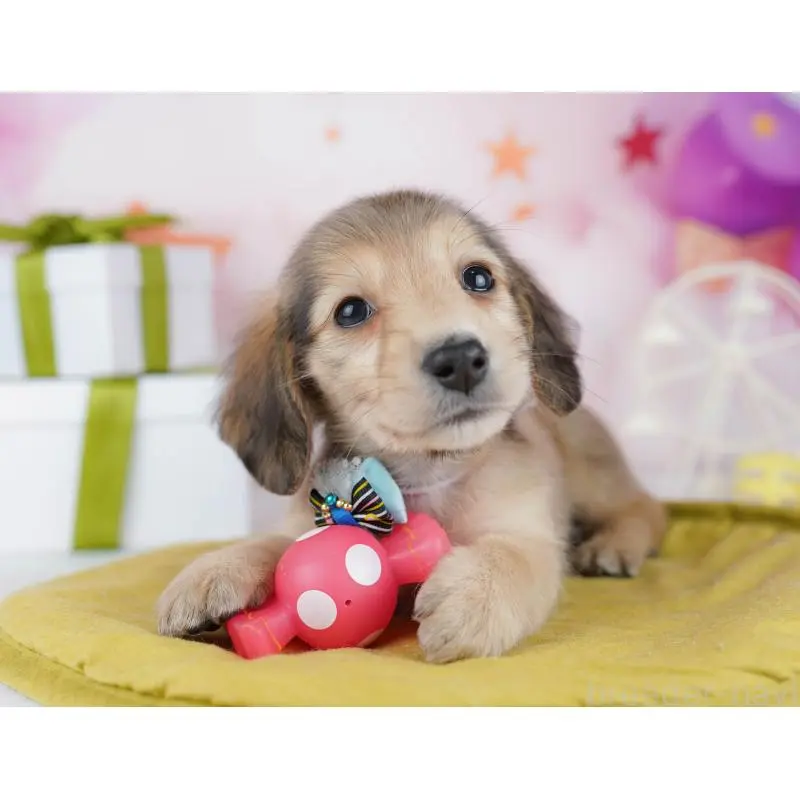 販売中の東京都のミックス犬-453395の6枚目