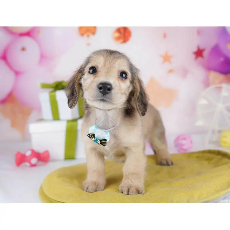 販売中の東京都のミックス犬-453395の5枚目