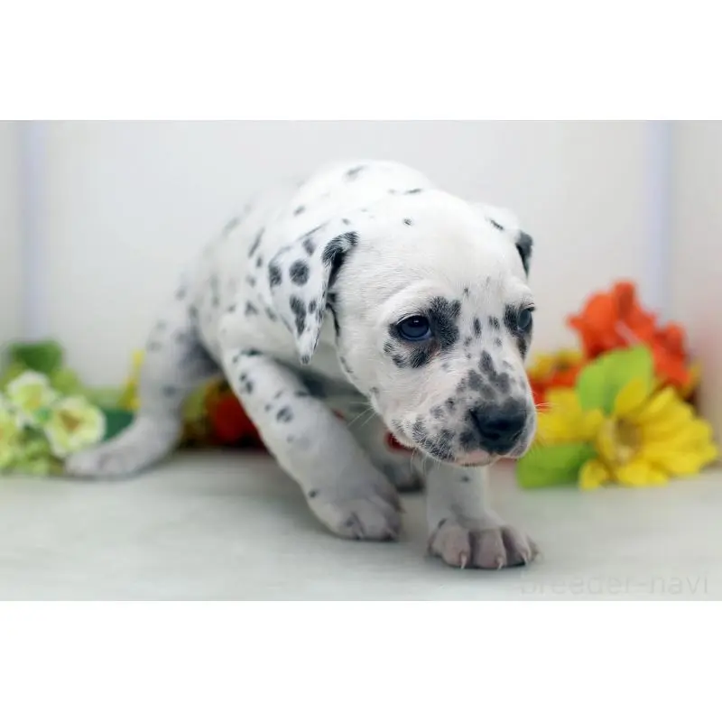 販売中の埼玉県のダルメシアン-452393の6枚目